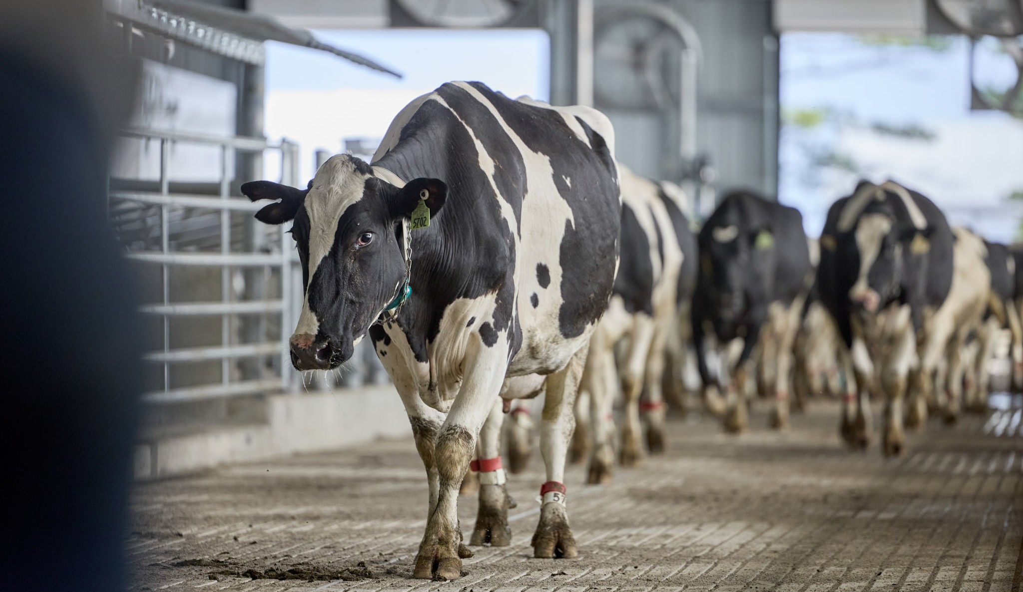 MSU CANR_ Dairy Moove_07-28-2025-080 - Copy.jpg